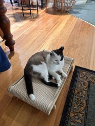 Lost Male Cat last seen Bravo Court in Lilydale, Lilydale, VIC 3140