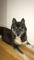 Reunited Female Dog last seen Gilbert Rd, Snyder Rd, Black rd, Knoxville, TN 37920