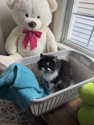 Reunited Female Cat last seen Keyes Ferry Acres, Jefferson County, WV 25425
