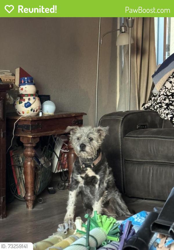 Reunited Female Dog last seen Stoddard wells apple valley desert, Apple Valley, CA 92307