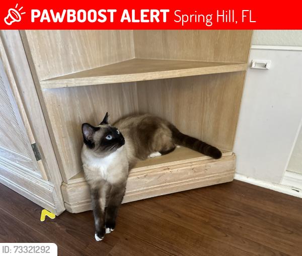 Lost Female Cat last seen Four Corners, Spring Hill Drive, Linden, Spring Hill, FL 34608