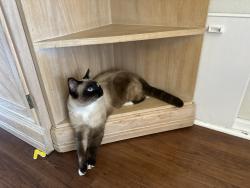 Lost Female Cat last seen Four Corners, Spring Hill Drive, Linden, Spring Hill, FL 34608