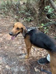 Reunited Male Dog last seen Near University Pkwy Pensacola, FL 32514 United States, Pensacola, FL 32514