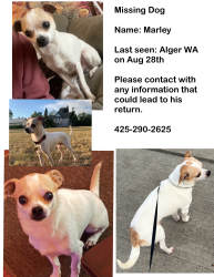 Lost Male Dog last seen Near Alger Cain lk rd, Sedro-Woolley, WA 98284