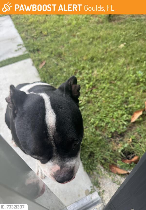 Found/Stray Female Dog last seen Goulds, Goulds, FL 33170