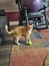 Reunited Male Cat last seen Priest Lane and Star Flower Way, Sequim, Wa 98382, Sequim, WA 98382