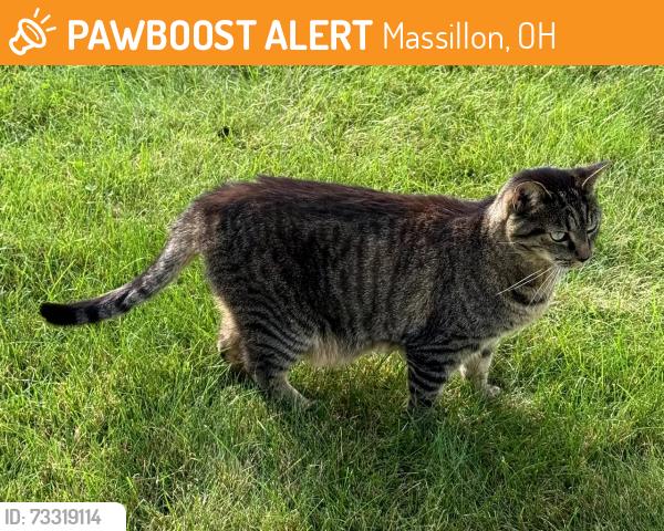 Found/Stray Female Cat last seen Rose Hill neighborhood, Massillon, OH 44647
