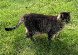 Found/Stray Female Cat last seen Rose Hill neighborhood, Massillon, OH 44647