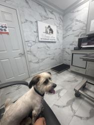 Lost Male Dog last seen Washington, 17th Santa Ana donde está un pollo loco cerca, Santa Ana, CA 92705