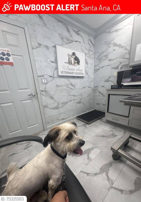 Lost Male Dog last seen Washington, 17th Santa Ana donde está un pollo loco cerca, Santa Ana, CA 92705