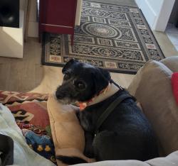 Reunited Female Dog last seen Album Park, El Paso, TX 79925