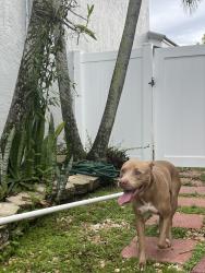 Found/Stray Female Dog last seen Marina point silver lakes Pembroke Pines, Miramar, FL 33025