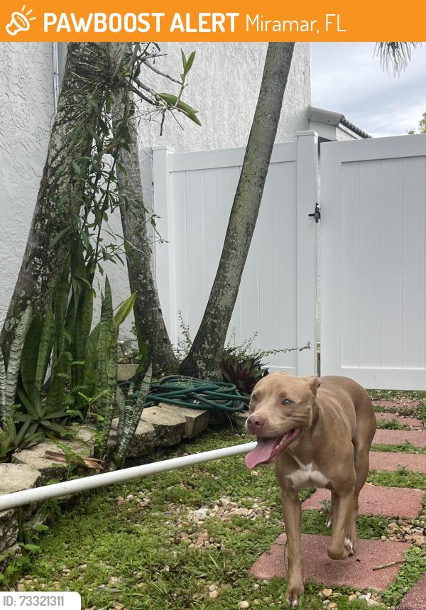 Found/Stray Female Dog last seen Marina point silver lakes Pembroke Pines, Miramar, FL 33025