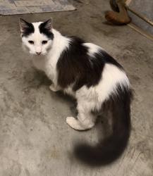 Found/Stray Female Cat last seen Enochville Ave neighborhood, Rowan County, NC 28081