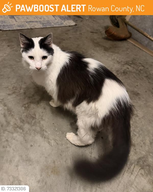 Found/Stray Female Cat last seen Enochville Ave neighborhood, Rowan County, NC 28081