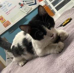 Shelter Stray Female Cat last seen Near Blue Crystal Place, Poway, CA, 92064, Escondido, CA 92027, USA