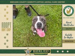 Shelter Stray Male Dog last seen FL, 5100 W Eau Gallie Blvd, Melbourne, FL 32934, USA