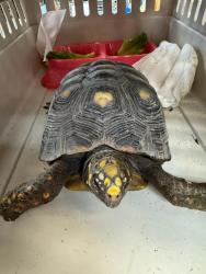 Shelter Stray Unknown Reptile last seen Near Stancil Street, VIRGINIA BEACH, VA, 341 S Birdneck Rd, Virginia Beach, VA 23451, USA