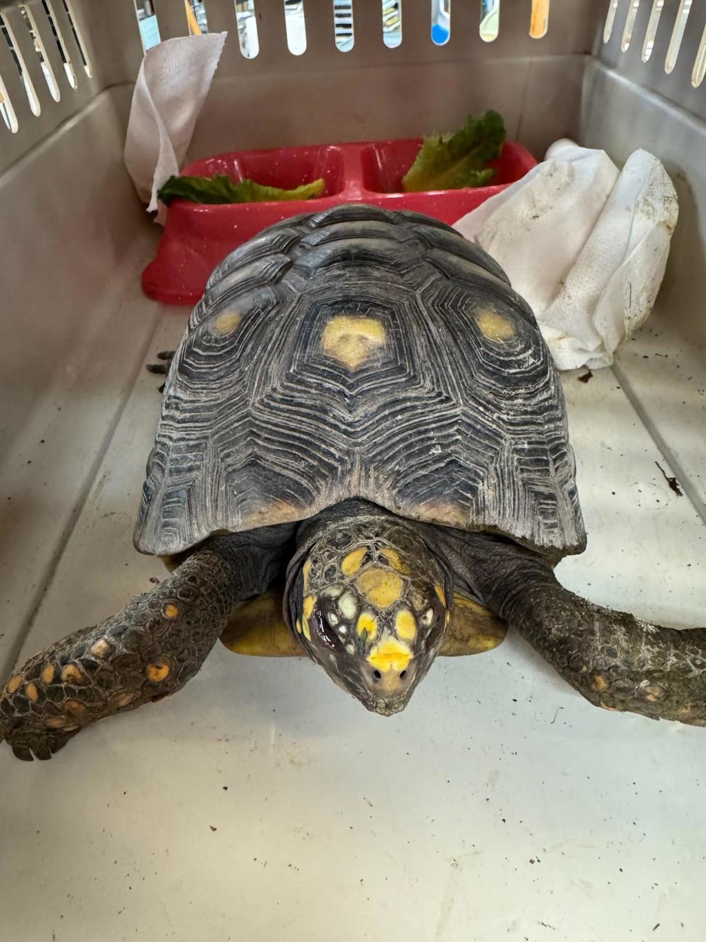 Shelter Stray Unknown Reptile last seen Near Stancil Street, VIRGINIA BEACH, VA, 341 S Birdneck Rd, Virginia Beach, VA 23451, USA