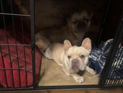 Found/Stray Male Dog last seen Stillwater ave and Fireside street, Spring Hill, FL 34606