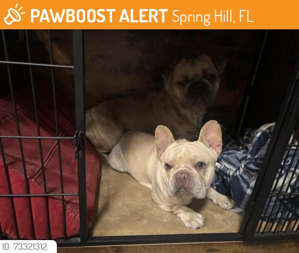 Found/Stray Male Dog last seen Stillwater ave and Fireside street, Spring Hill, FL 34606