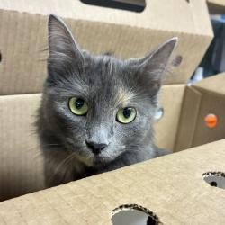 Shelter Stray Female Cat last seen NE Columbia & NE 21st Ave, PORTLAND, OR, 97211, 1700 W Historic Columbia River Hwy, Troutdale, OR 97060, USA