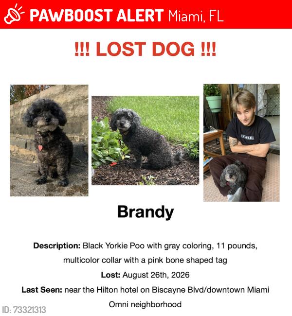 Lost Female Dog last seen Hilton on Biscayne Blvd, downtown Miami Omni Neighborhood, Miami, FL 33132