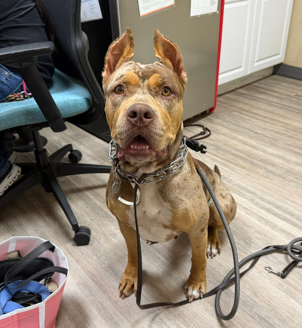 Shelter Stray Female Dog last seen Pier, Oceanside, CA, 92054, Oceanside, CA 92058, USA
