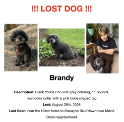 Lost Female Dog last seen Hilton on Biscayne Blvd, downtown Miami Omni Neighborhood, Miami, FL 33132