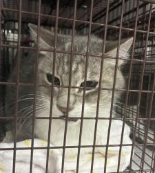 Shelter Stray Male Cat last seen Near E Sprague Avenue, SPOKANE, WA, 99216, 6815 E Trent Ave, Spokane, WA 99212, USA