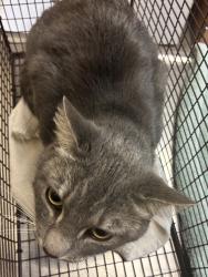 Shelter Stray Female Cat last seen Near E Sprague Avenue, SPOKANE, WA, 99216, 6815 E Trent Ave, Spokane, WA 99212, USA