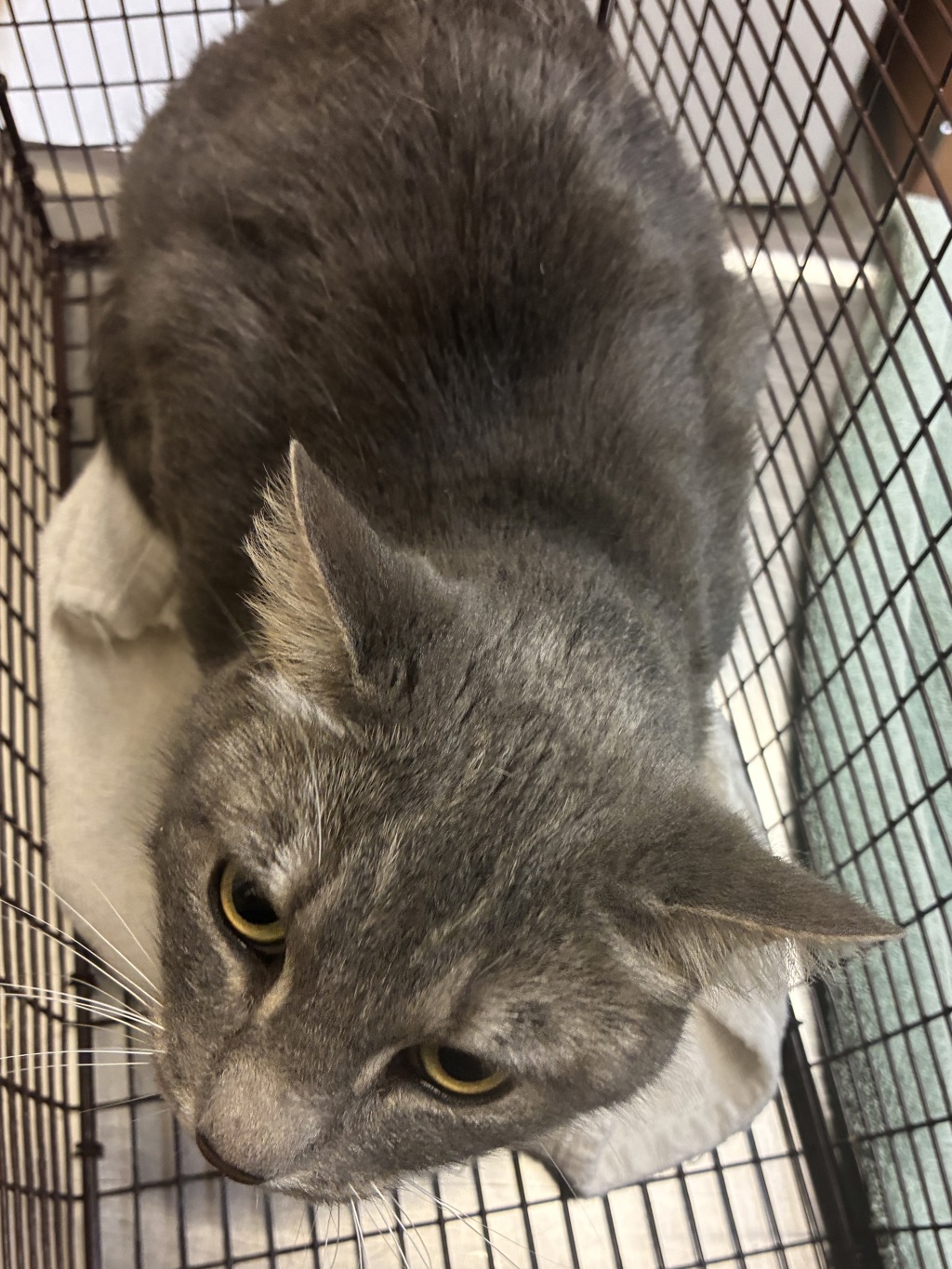 Shelter Stray Female Cat last seen Near E Sprague Avenue, SPOKANE, WA, 99216, 6815 E Trent Ave, Spokane, WA 99212, USA