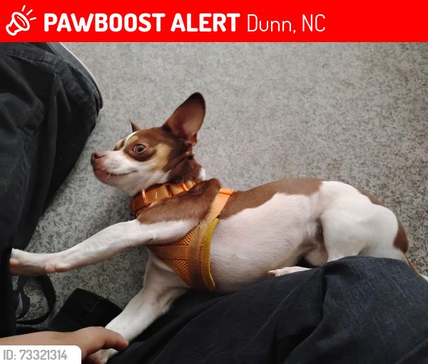 Lost Male Dog last seen S Wilson ave, Dunn, NC 28334