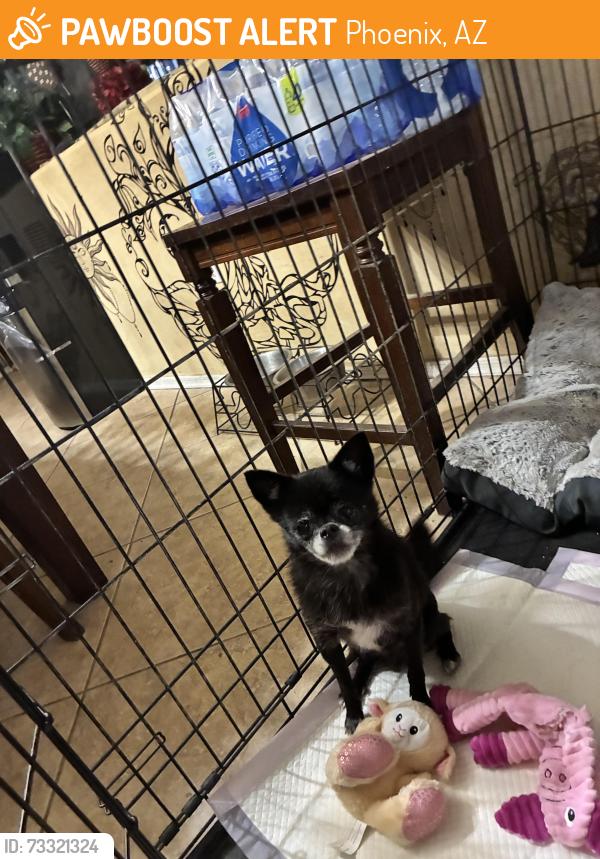 Found/Stray Male Dog last seen 83rd ave and lower Buckeye, Phoenix, AZ 85043