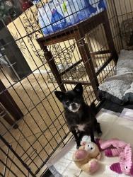 Found/Stray Male Dog last seen 83rd ave and lower Buckeye, Phoenix, AZ 85043