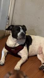 Reunited Male Dog last seen Near Townsend Dr, Fort Worth, TX 76110, USA, Fort Worth, TX 76110