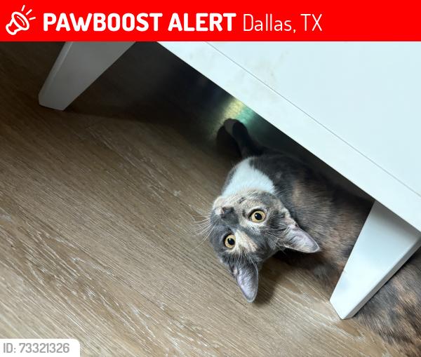 Lost Female Cat last seen Canton street, Dallas, TX 75226