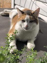 Reunited Female Cat last seen Valez Dr & Luke, Carrollton, TX 75007