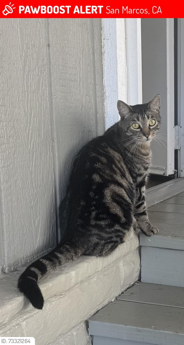 Lost Male Cat last seen Rancho San Marcos , Borden rd , space 115, San Marcos, CA 92069