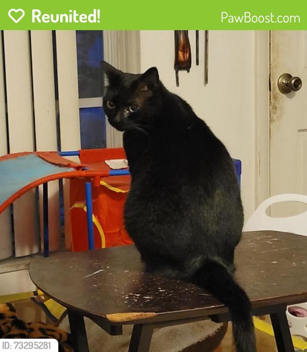 Reunited Female Cat last seen Brook Circle and Oak Lea Drive, South Daytona, FL 32119