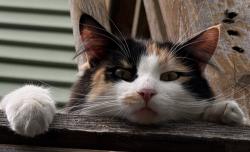 Lost Female Cat last seen Center Street, 400 South, Hyrum, UT 84319