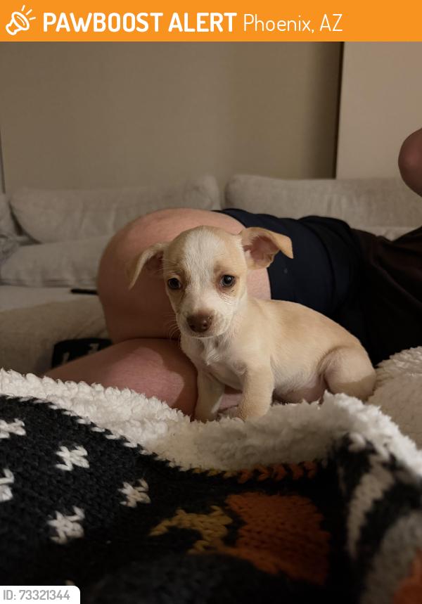 Found/Stray Female Dog last seen Luckies indoor outdoor bar, Phoenix, AZ 85003