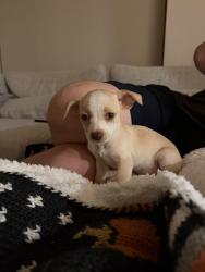 Found/Stray Female Dog last seen Luckies indoor outdoor bar, Phoenix, AZ 85003