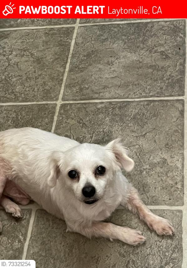 Lost Male Dog last seen Near Laytonville Post office, Laytonville, CA 95454