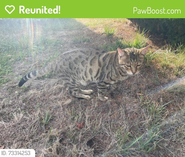 Reunited Unknown Cat last seen Grace Baptist Church, Portland, OR 97215