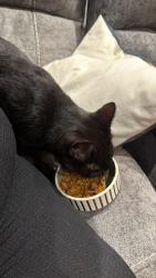Reunited Female Cat last seen Near Pinkers mead, Emersons Green, England BS16 7EJ