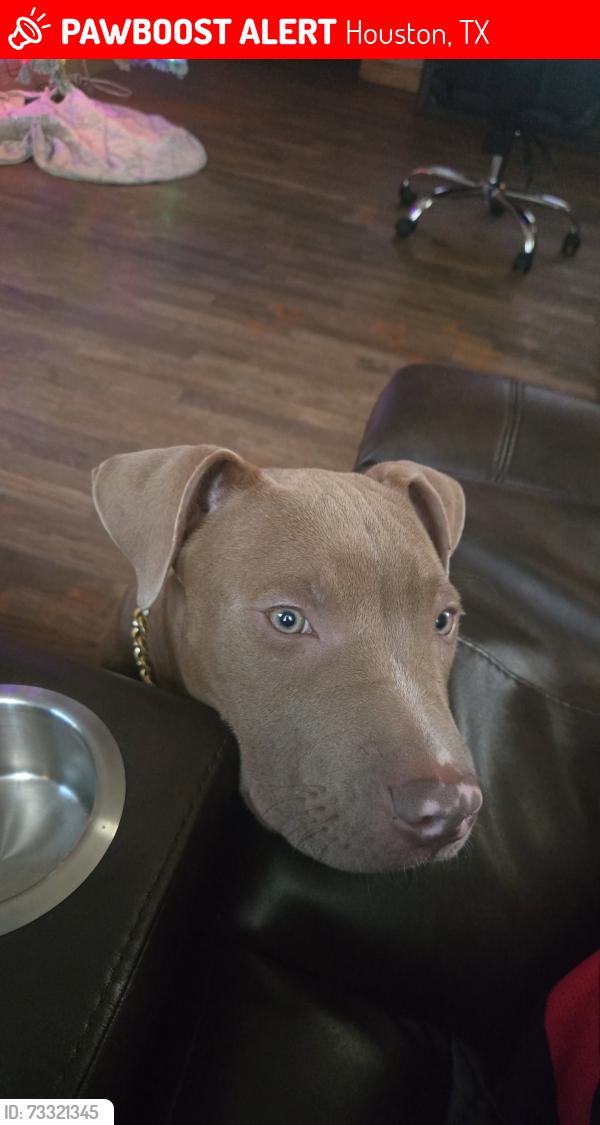 Lost Male Dog last seen Clay and guesser, Houston, TX 77041