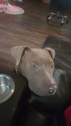 Lost Male Dog last seen Clay and guesser, Houston, TX 77041