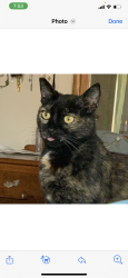 Reunited Female Cat last seen Cloyn, Oxnard, CA 93033