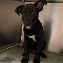 Shelter Stray Male Dog last seen , 361 S Raymond Ave, Pasadena, CA 91105, USA